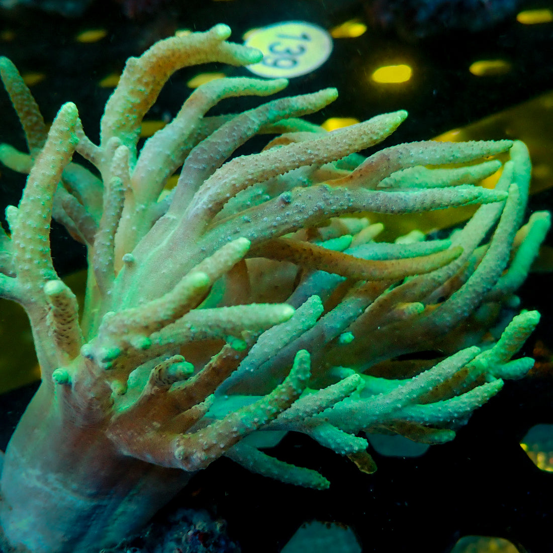 Green Spaghetti Finger Leather Toadstool Sinularia 1
