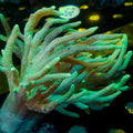 Green Spaghetti Finger Leather Toadstool Sinularia 1