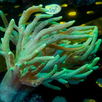 Green Spaghetti Finger Leather Toadstool Sinularia 1
