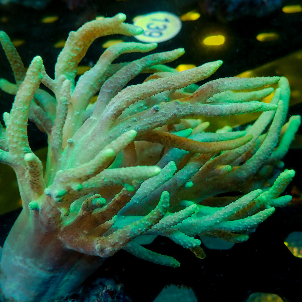 Green Spaghetti Finger Leather Toadstool Sinularia 1