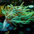 Green Spaghetti Finger Leather Toadstool Sinularia 3