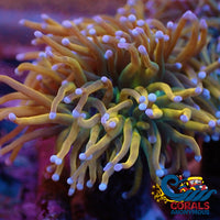 Holy Grail Indo Gold Torch Torch
