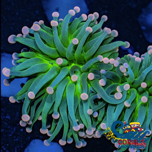 Aussie Pink Tip Green Torch Torch