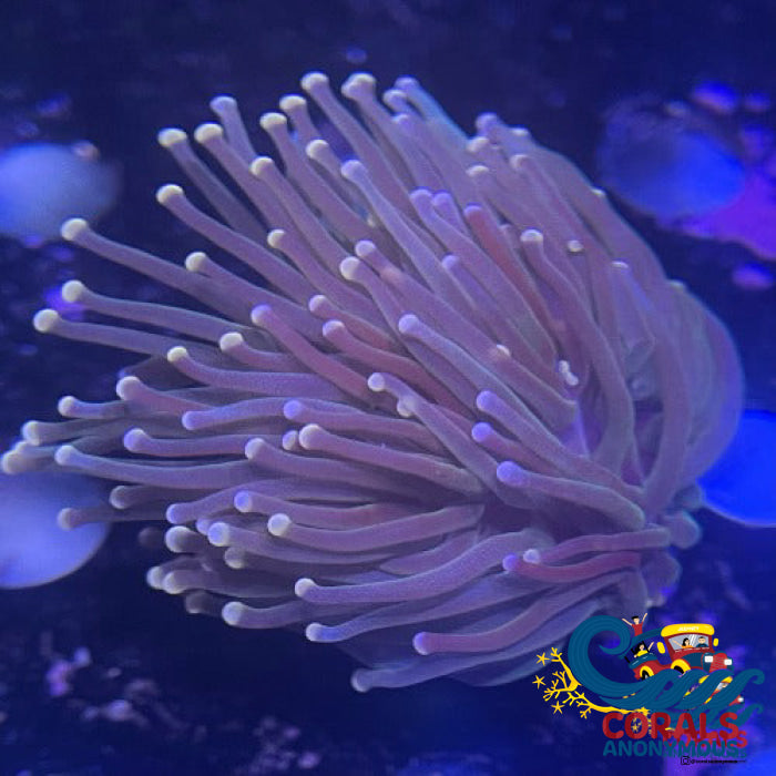 Cotton Candy Tip Dark Green Torch (Single Polyp) Torch