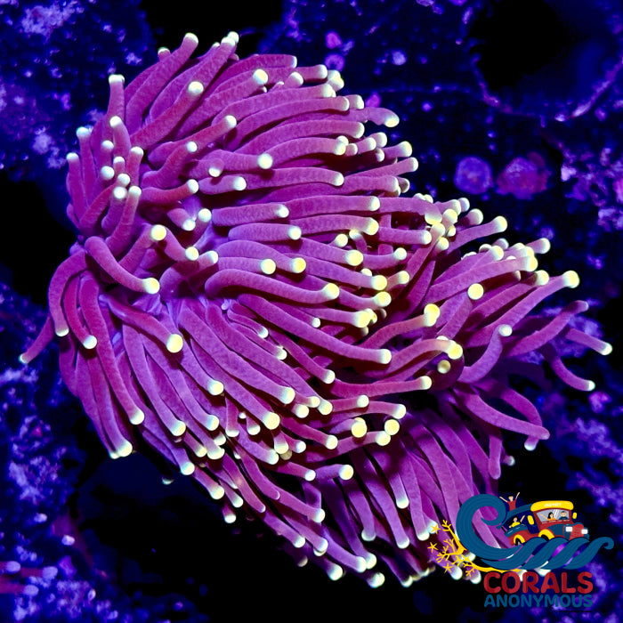 aussie orange tip purple torch
