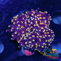 aussie orange tip purple torch 3

