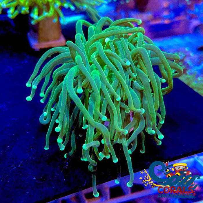 サーフェイスジョー　アドルフH　夜光グリーン　ノイジー Fathead Neon Green Torch | Corals Anonymous