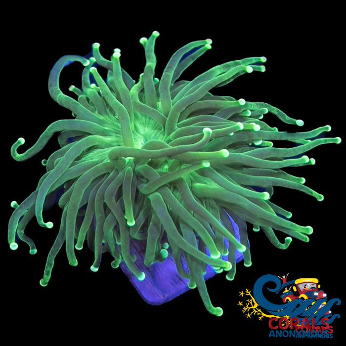 Indo Lime-Tip Green Torch Torch