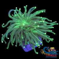 Indo Lime-Tip Green Torch Torch