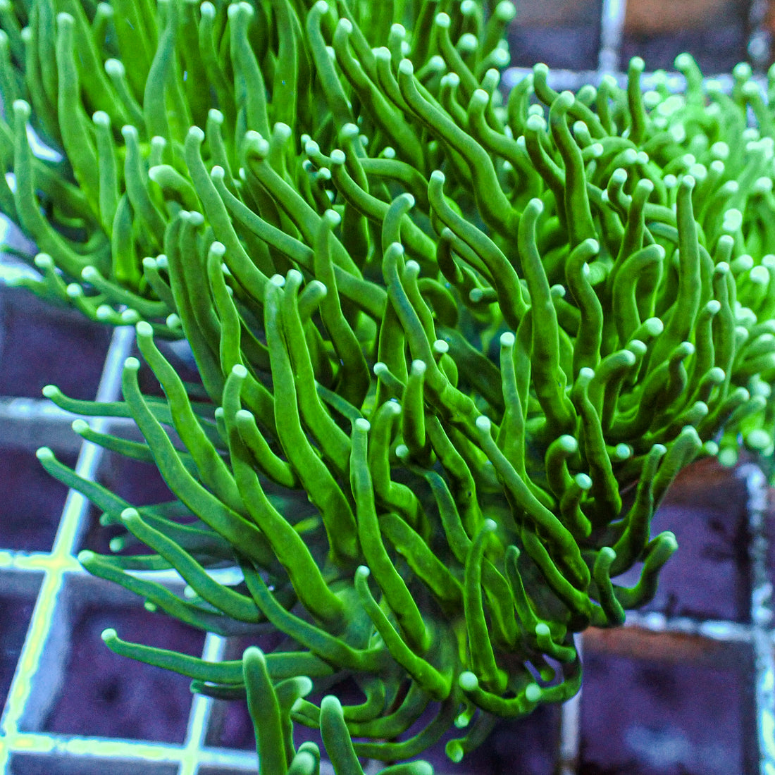 Indo Teal Tipped Green Torch 1