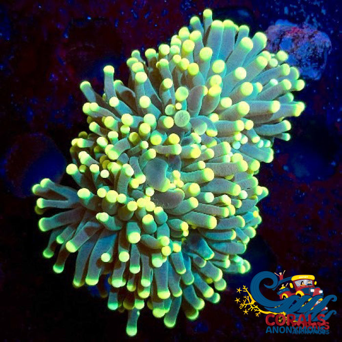 Lemon Lime Torch 1