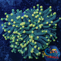 Lemon Lime Torch 2
