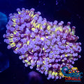Mini Gold Cristata Torch Torch