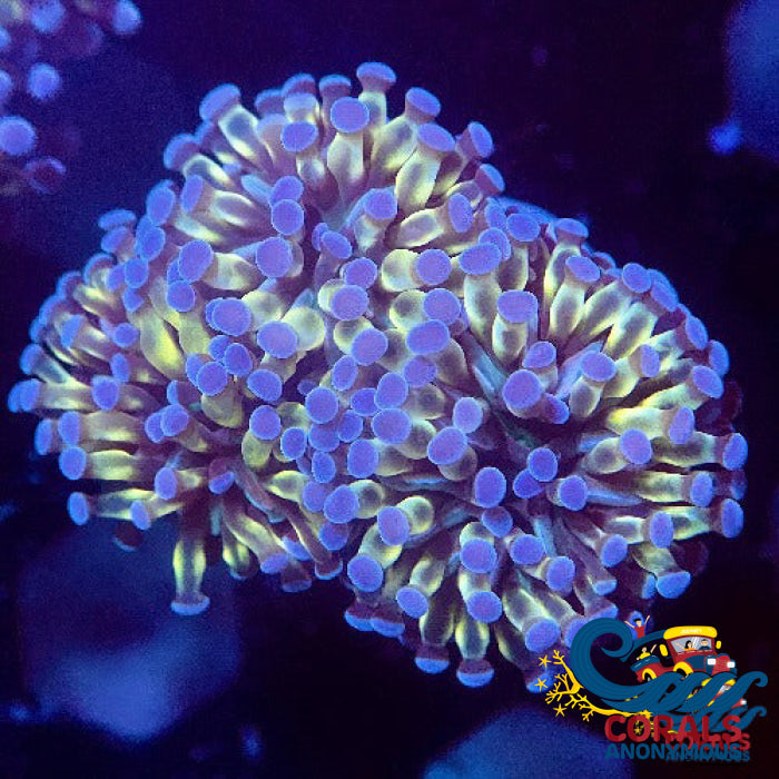 Mini Gold Cristata Torch Torch
