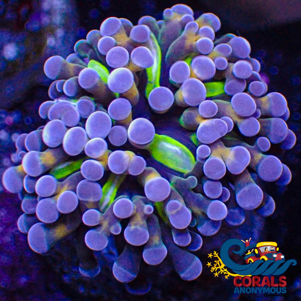 Mini Gold Purple Tip Joker Cristata Torch