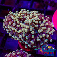 Mini Gold Sky Cristata Torch Torch
