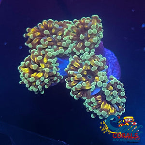 Mini Golden Green Cristata Torch Torch