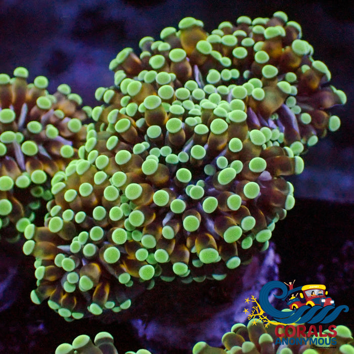 Mini Golden Green Cristata Torch Torch