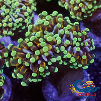 Mini Golden Green Cristata Torch Torch
