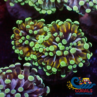 Mini Golden Green Cristata Torch Torch
