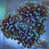 Mini Teal Cristata Torch Torch
