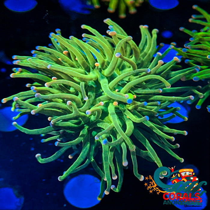 Pink and Blue Tip Cotton Candy Torch - Corals Anonymous