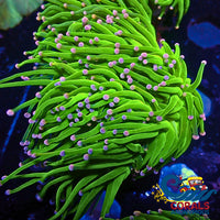 5 Pink And Purple Tip Cotton Candy Torch Torch