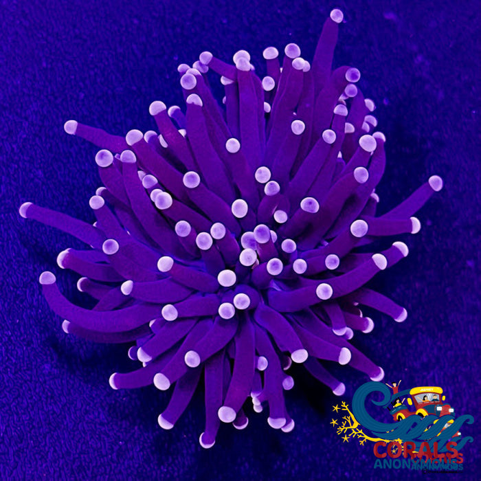 Pink Tip Black Torch Torch