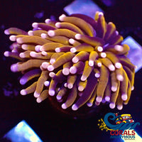 Pink Tip Indo Gold Torch - Hilary 10.17
