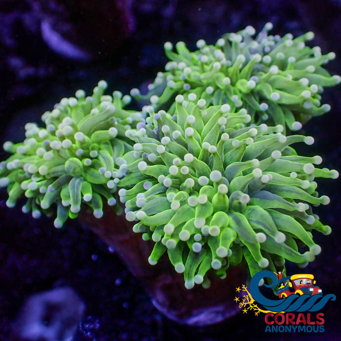 Solomon Islands Lime Green Torch