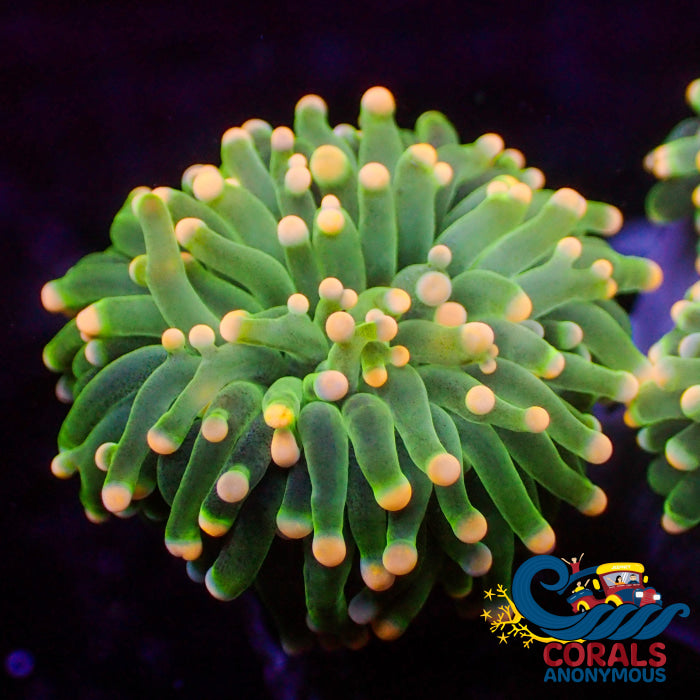 Solomon Islands Peach Tip Green Torch