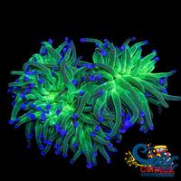 Ultra Bright Blue Tip Green Torch Torch
