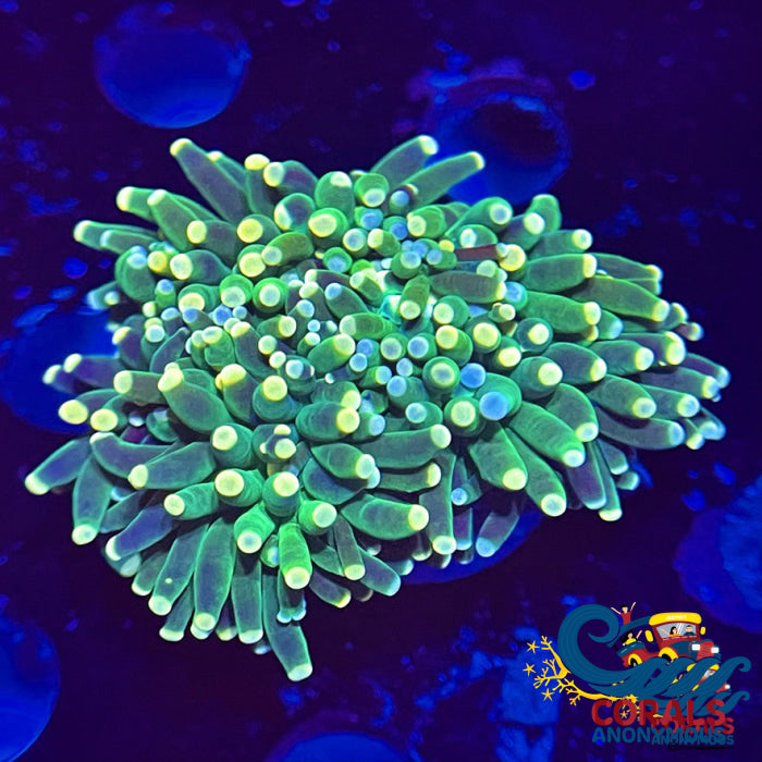 Yellow And Teal Tip Green Torch Torch