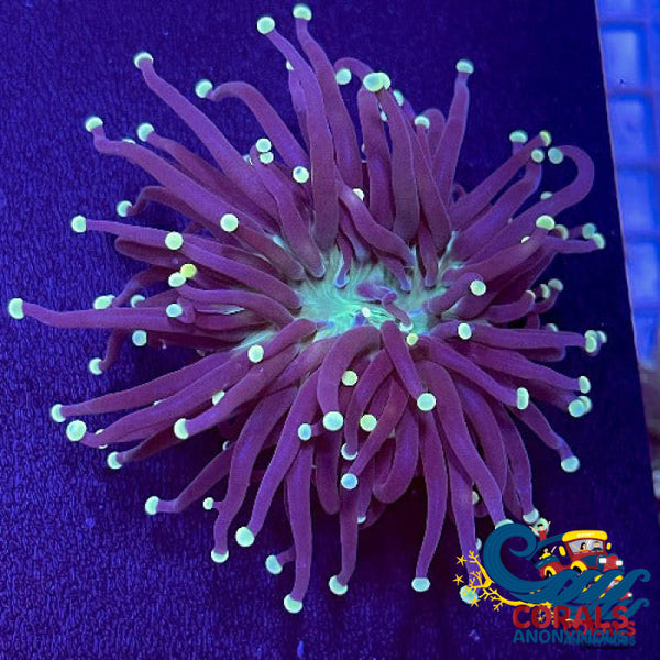 Yellow Tip Joker Torch | Corals Anonymous