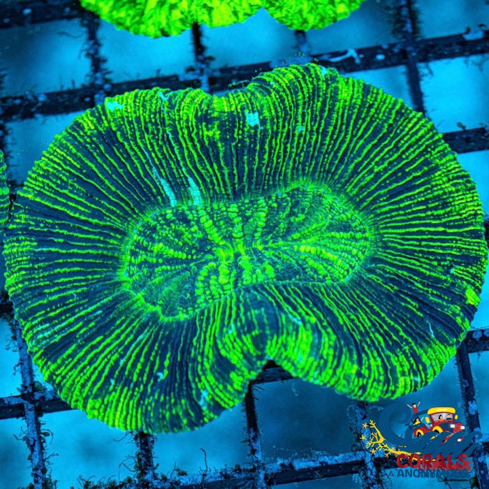 Neon Green Striped Trachy (2-3) Trachy