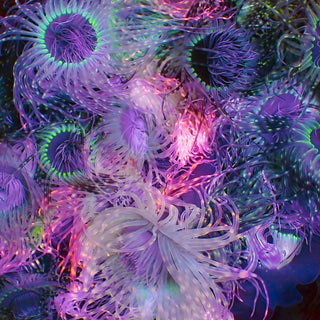 Assorted Tube Anemones (3 Tube Anemones) - Corals Anonymous