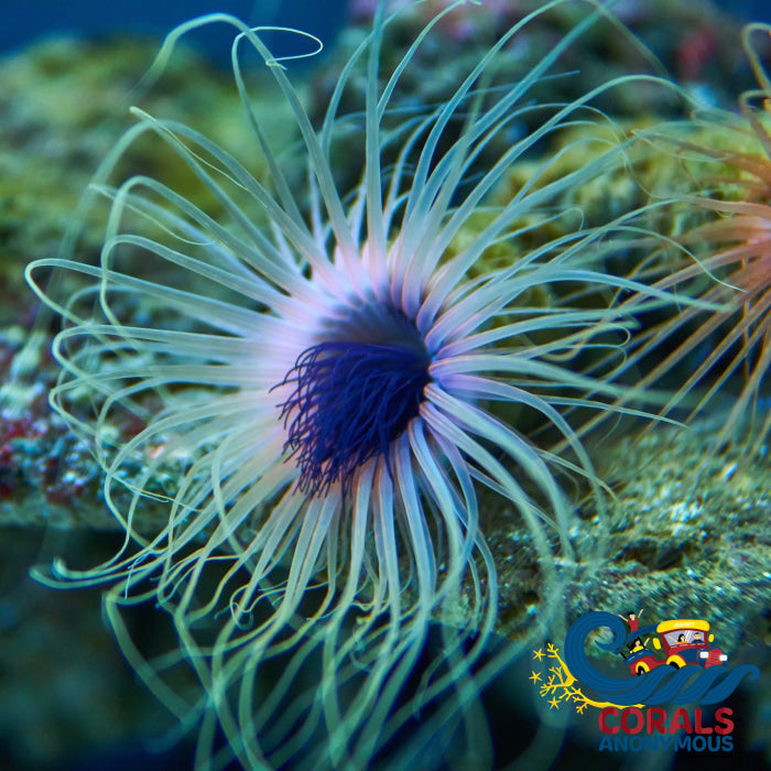 Assorted Tube Anemones (3 Anemones) Tubeanemone