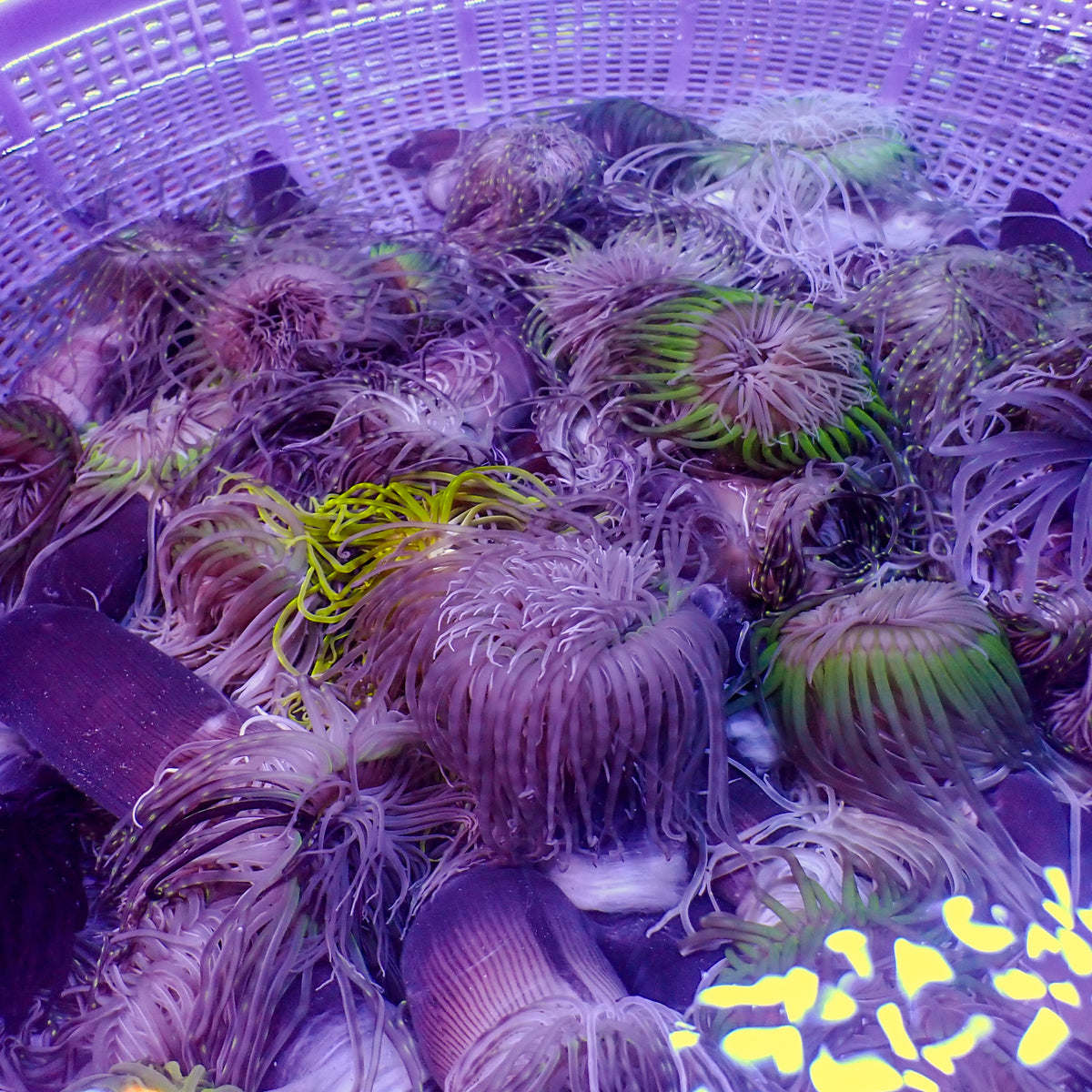 Assorted Tube Anemones (3 Tube Anemones) - Corals Anonymous