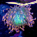 Ultra Toxic Peach Spark Tube Anemone (2-4