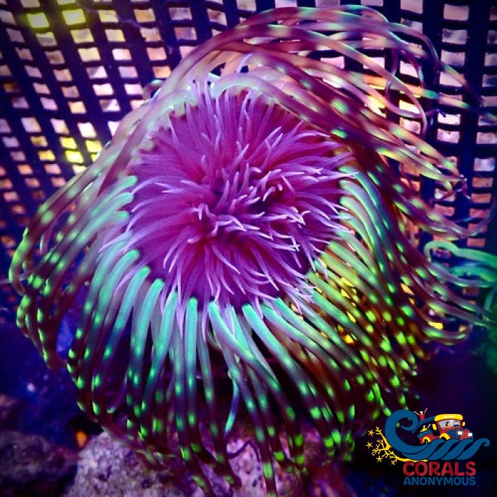 Green Spotted Tube Anemone Tubeanemone