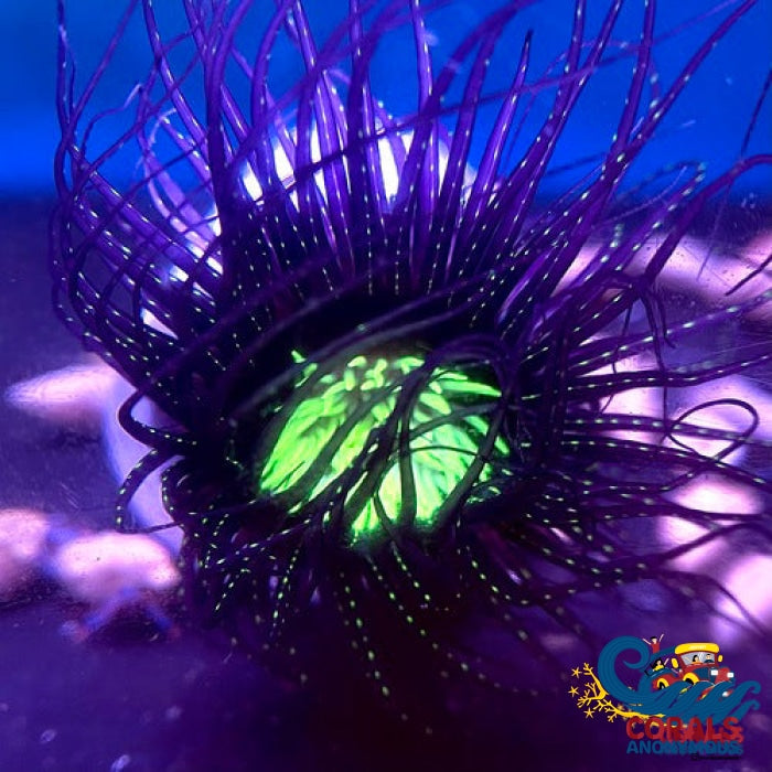 Metallic Purple Zebra Long Tentacle Anemone (3-6”) | Corals
