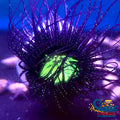 Midnight Horror Tube Anemone Tubeanemone