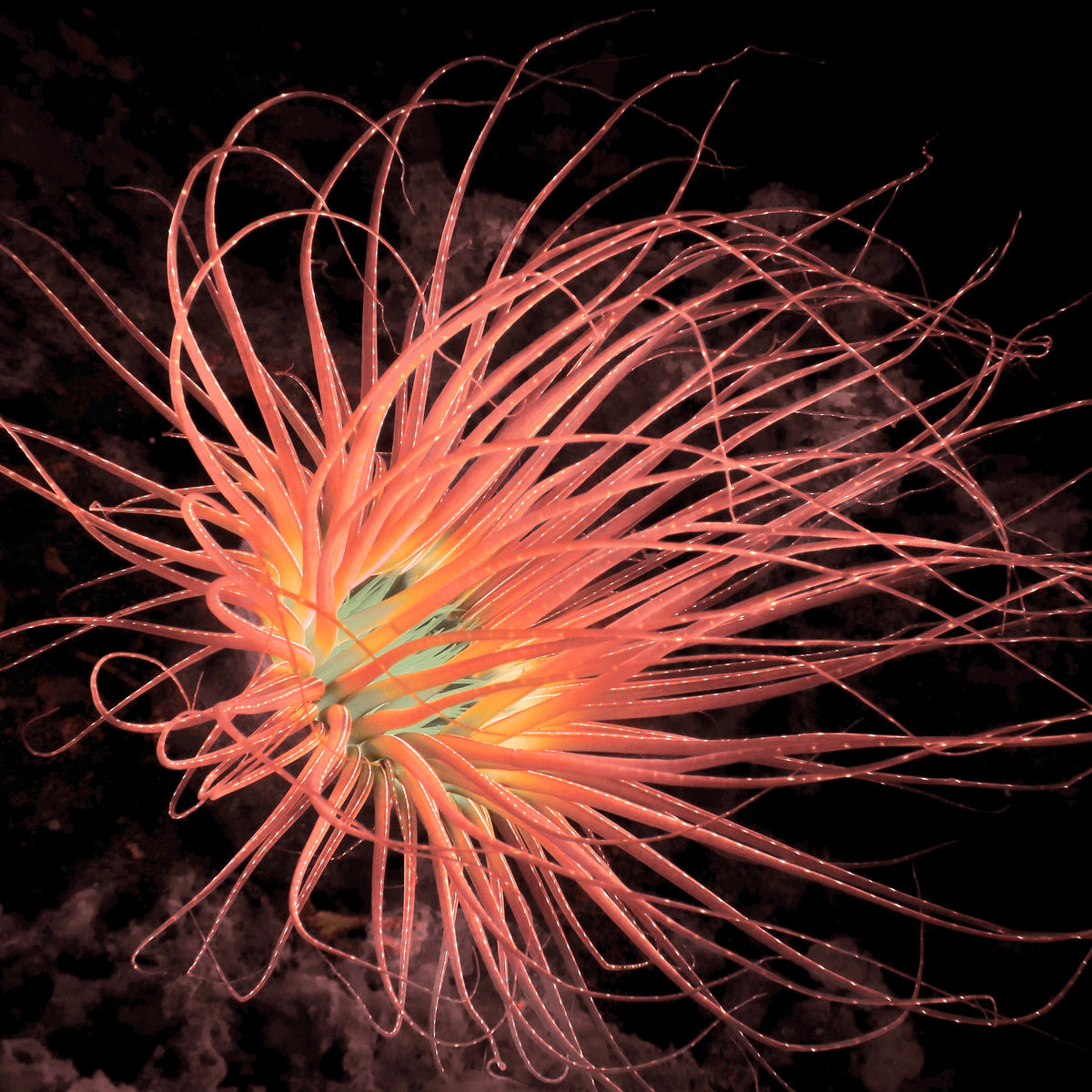 Neon Bright Orange Skittle Tube Anemone