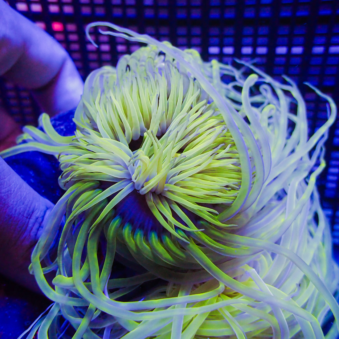 Neon Midori Tube Anemone