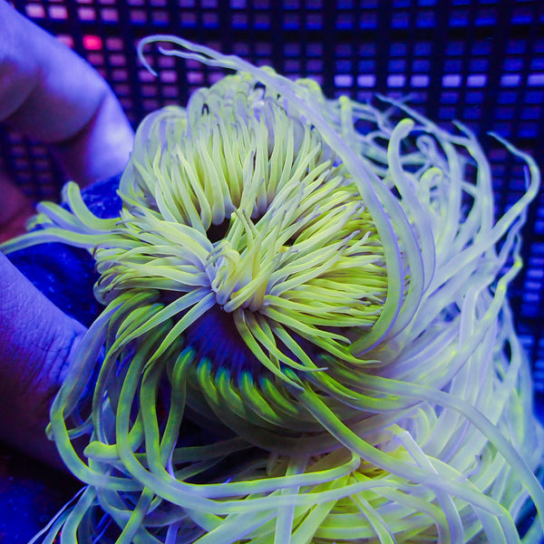 【AR】K.ito リトグラフ Anemone アネモネ 25/500 Magnetic Acrylic Anemone & Mushroom Box | Printed Reef