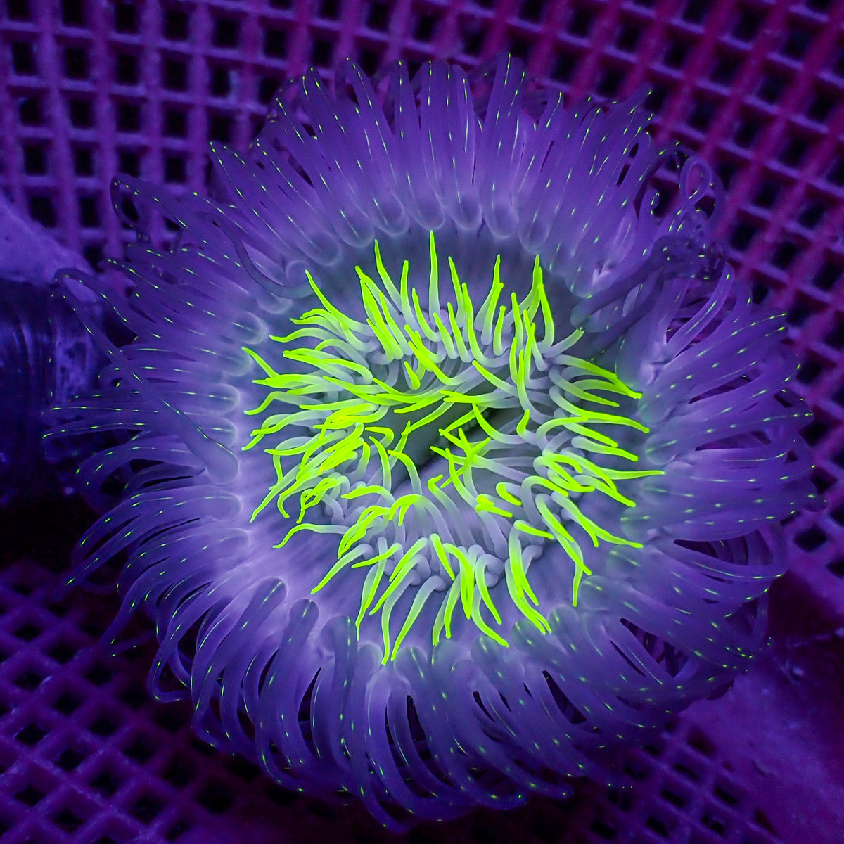 Starry Night Tube Anemone - Corals Anonymous