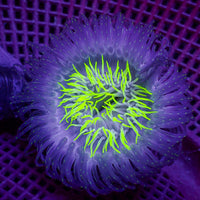 Starry Night Tube Anemone - Corals Anonymous
