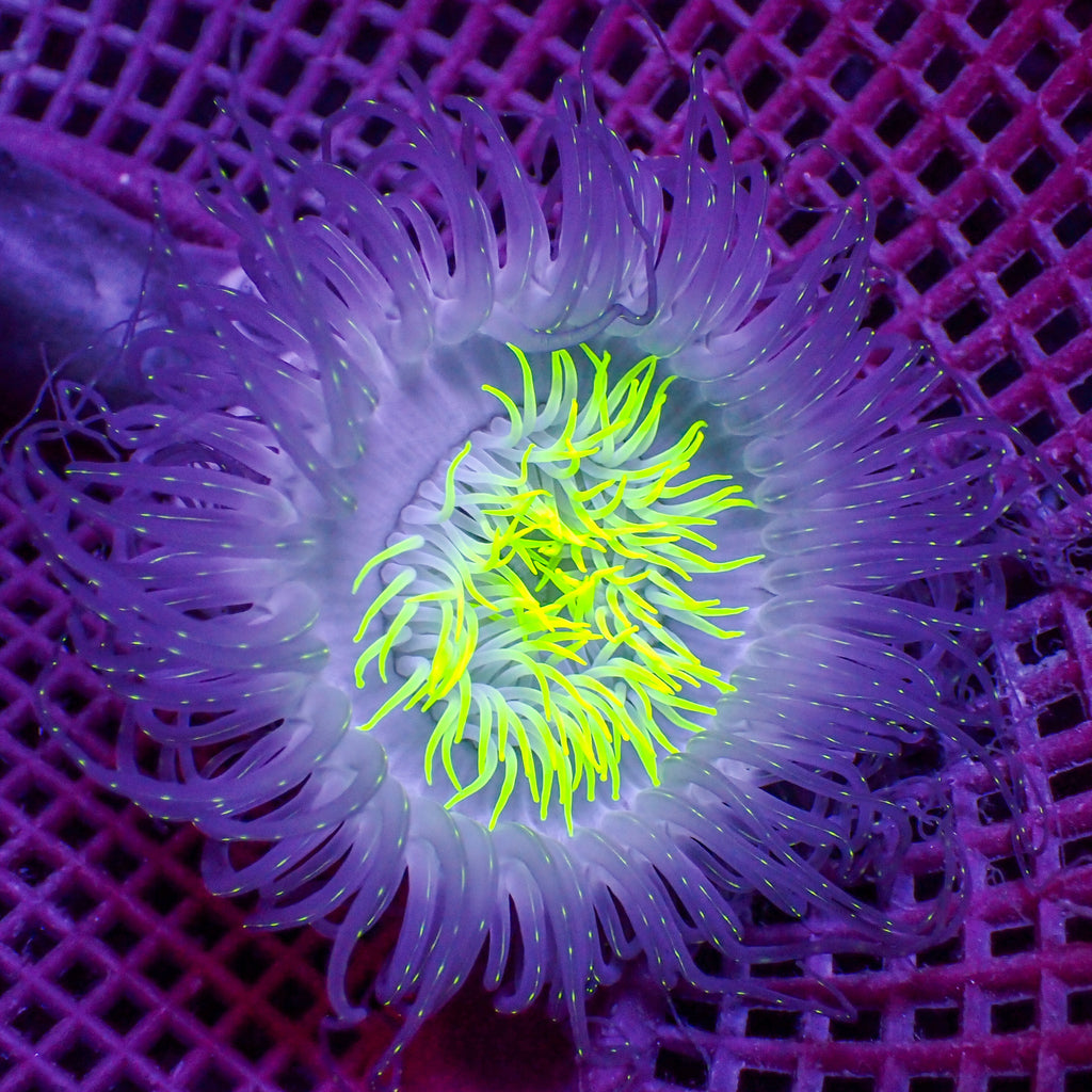 Starry Night Tube Anemone - Corals Anonymous