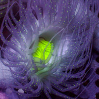 Starry Night Tube Anemone - Corals Anonymous
