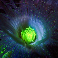 Starry Night Tube Anemone - Corals Anonymous
